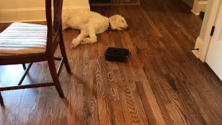 Roomba Mop VS Sleeping Dog