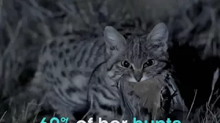 This is the world's DEADLIEST cat (BBC Big Cats)