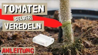 Tomaten einfach selbst Veredeln - Komplettanleitung