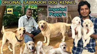 Labrador Puppy's | Imported Lab Puppies for Sales | Chennai Dog Kennel | Best English Labrador | 4K