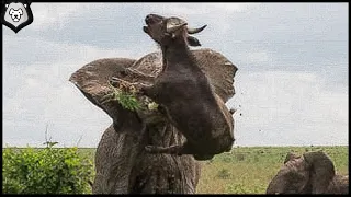 ELEPHANT - Super Predator That Kills Buffaloes and Crocodiles! Elephant vs rhino, lion and hippo.