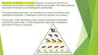 9 класс круговорот веществ