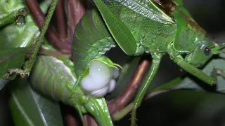 GRANDE Sauterelle Verte/Accouplement/Tettigonia viridissima ! Sur la Chaine BRUITX et BRUITX 2