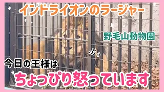 音に敏感なラージャー君❣️僕、寝たいのに、、🦁💦子供達は元気ににらめっこ😂眠れなくて悲しむラージャー君  #野毛山動物園 #インドライオン #ライオン #ラージャー