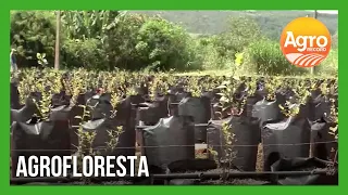 Agrofloresta no Gama coleciona técnicas de produção e inicia cultivo de mirtilo | Agro Record DF