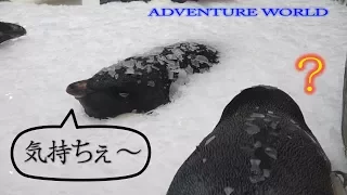 あの氷に埋まったｱﾃﾞﾘｰﾍﾟﾝｷﾞﾝその後