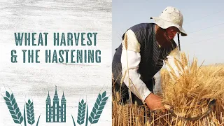 The Wheat Harvest and Hastening