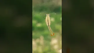 Young beavertail fairy shrimp (Thamnocephalus platyurus)