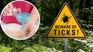 Ticks are afraid of this substance like the plague. It is secreted by their natural enemy