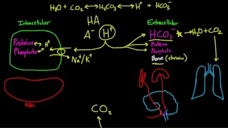 Acid Base Physiology part 1 of 3 HD