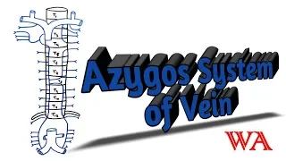 Azygos System of Veins [World of Anatomy]