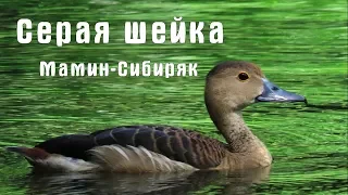 Аудиосказка Серая шейка.  Мамин-Сибиряк