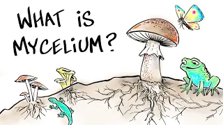 What is Mushroom Mycelium?