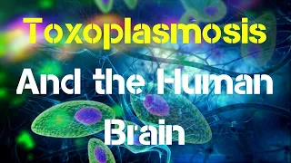 Effects of Toxoplasmosis Gondii parasite on the Human Brain Explored | Becoming an accidental host