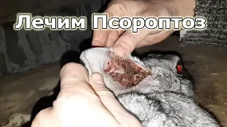 Ушной клещь у Кролов. Как лечить ПСОРОПТОЗ?