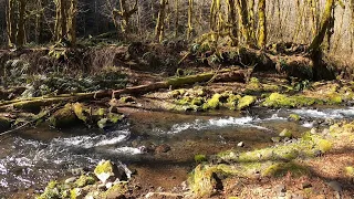 Unmarked Single Track @ Diamond Mill OHV