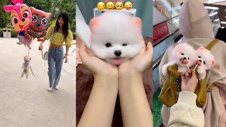 Tik Tok Chó Phốc Sóc Mini 😍 Funny and Cute Pomeranian #416