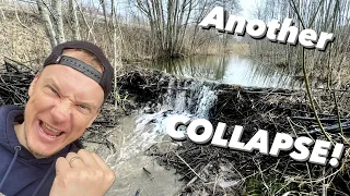 20 FOOT OLD BEAVER DAM REMOVAL! COLLAPSE!