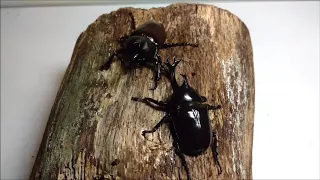 Beetle fight, 3 rounds!!! Japanese kabutomushi rhino beetle, allomyrina dichotoma