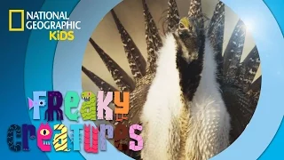 Birds Shake Their Tail Feathers | Freaky Creatures