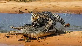 Jaguar kills caiman and anaconda!