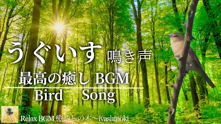 【ウグイスの鳴き声】鳥の澄んだ歌声が心地良く響き渡り、清々しい気分になるBGM 。　Bird Song. Japanese Bush Warbler.