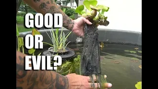 FASTEST growing pond plant- Water hyacinth