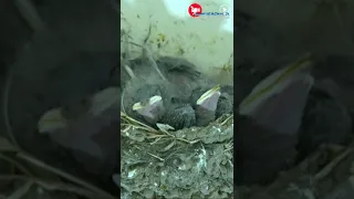 Hand Feeding Baby Birds