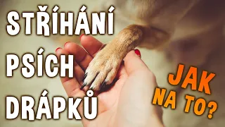 Jak ostříhat psí drápky? I vašeho pejska to může bavit 🐶 | Psínovinky.cz