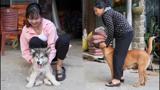 Vaccinate the Alaskan dog to prevent disease. Pick cucumbers to sell at the market