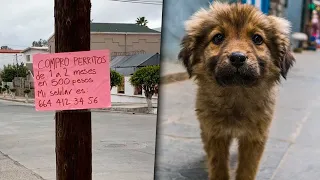 Miles de perros mueren al año por esta razón