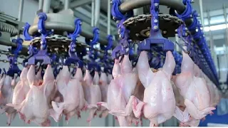 Modern chicken meat processing factory | Amazing food processing machinery | All Machines