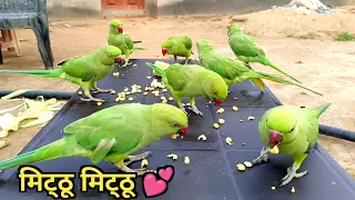 Parrot sound natural voice | parrot talking video | Tanishu Singh Miniature @ParroTube