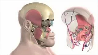 Animation of Second Face Transplant Performed at Cleveland Clinic
