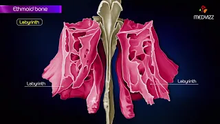 Ethmoid bone anatomy  - Head and neck Animated osteology - MBBS , FMGE and NEET PG