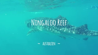 Mit Whalesharks im Ningaloo Reef schwimmen | Australien