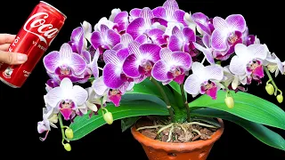 Just water 1 can of coke, orchids will bloom non-stop all year round