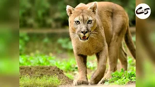 Dogo Argentino Vs Puma, el Rey de la cacería