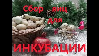 Как собирать яйца перепелов для инкубации?