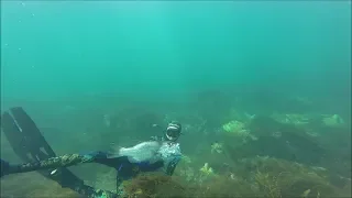 South West Spearheads| spearfishing Southern Western Australia