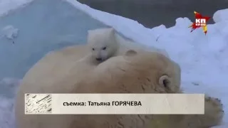 Медвежонок из новосибирского зоопарка говорит "мама"