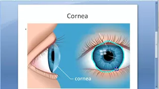 Ophthalmology 104 a Cornea Structure Histology Layers Function Anatomy Eye Nutrition Nerve Dua New