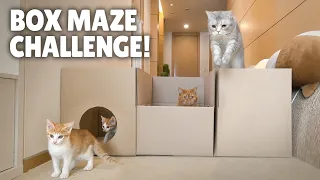Box Maze Challenge! Think Outside the Box! | Kittisaurus