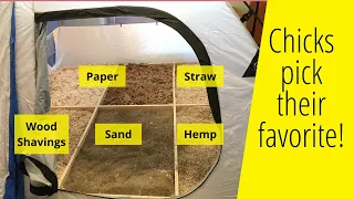 5 chick brooder beddings tested - Here's the best!