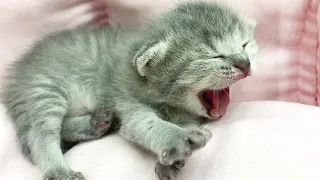 Adopted kitten asks mom cat to feed him