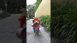 Chucky Doll Dog Costume