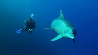 Delfine im Roten Meer - Mövenpick El Quseir - Extradivers - "no social distancing" ;-)