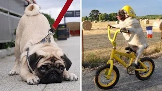 The Funniest Pug Video Which Will Make You Die Laughing - Funny and Cute Pug Puppies