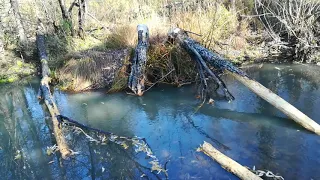 Охота на Бобра. Поиск мест. Установка капкана. Первая проверка.