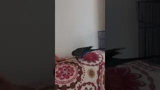 Muhabbet kuşu konuşmayı öğreniyor.